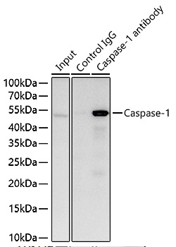 Вестерн-блоттинг, Caspase-1, клетки THP-1