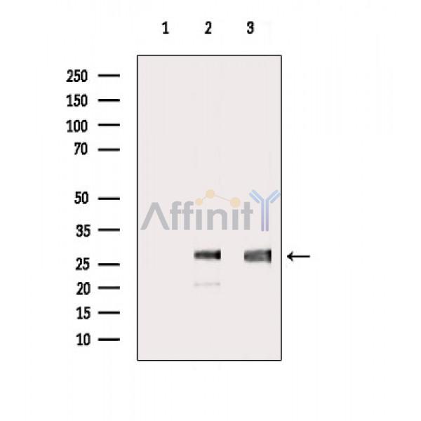Валидация Affinity DF6189 - 17440