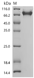 SDS-PAGE