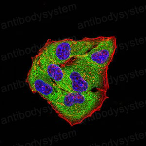 Валидация IF - AntibodySystem RHE56301 (888)