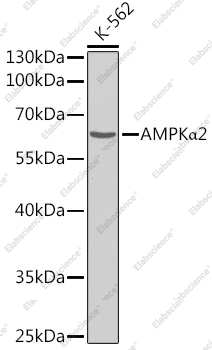 Вестерн-блоттинг, AMPKα2, клетки K-562