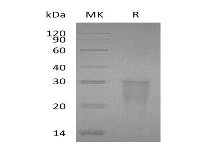 Валидация Elabscience PKSH033122(3483)