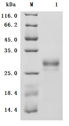 SDS-PAGE