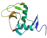 Killer Cell Lectin Like Receptor Subfamily C, Member 2 (KLRC2) Killer Cell Lectin Like Receptor Subfamily C, Member 2 (KLRC2)