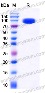 EHD82402, SDS-PAGE