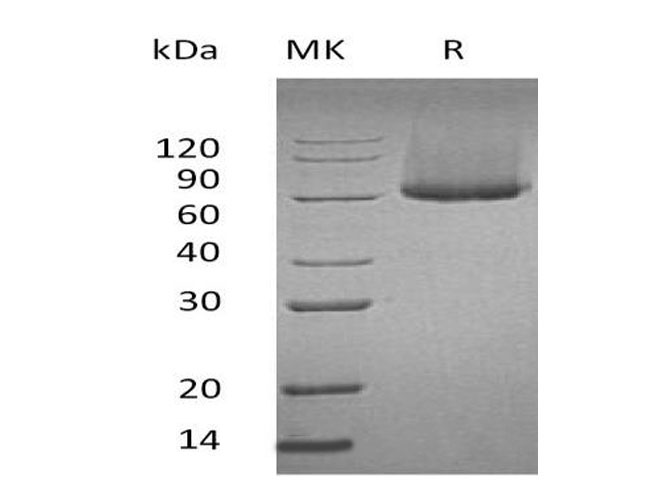 Валидация Elabscience PKSM041030(4961)