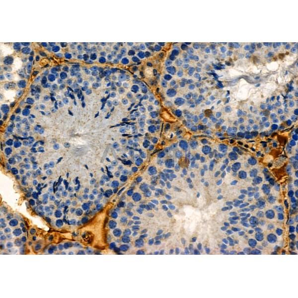 Валидация Affinity DF9771 - 22607