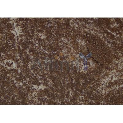 Валидация Affinity AF6209 - 3448