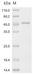 SDS-PAGE