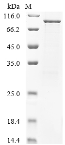 SDS-PAGE