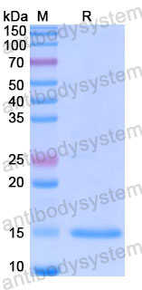 Валидация SDS-PAGE - AntibodySystem RHE38303