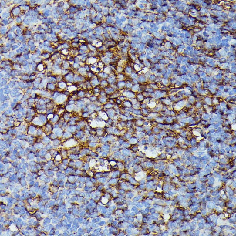 Валидация Elabscience E-AB-64350