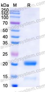 YHF14802, SDS-PAGE