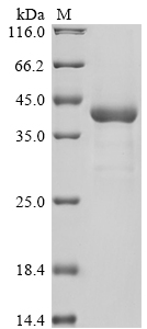 SDS-PAGE