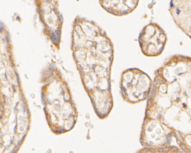 Валидация AssayVector ARM2269(3861)