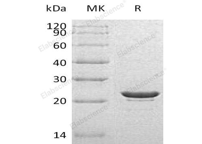 Валидация Elabscience PKSH032525(2984)