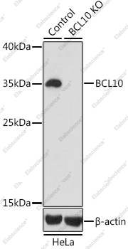 Вестерн-блоттинг, BCL10, клетки HeLa