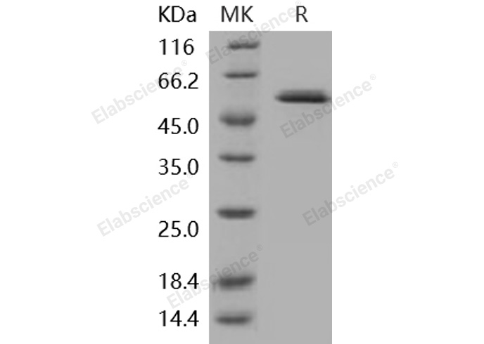 Валидация Elabscience PKSH030374(1310)