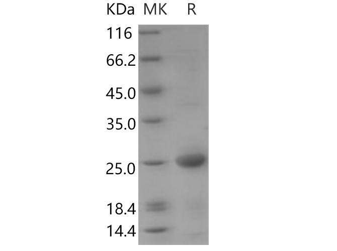Валидация Elabscience PKSH030590(1489)