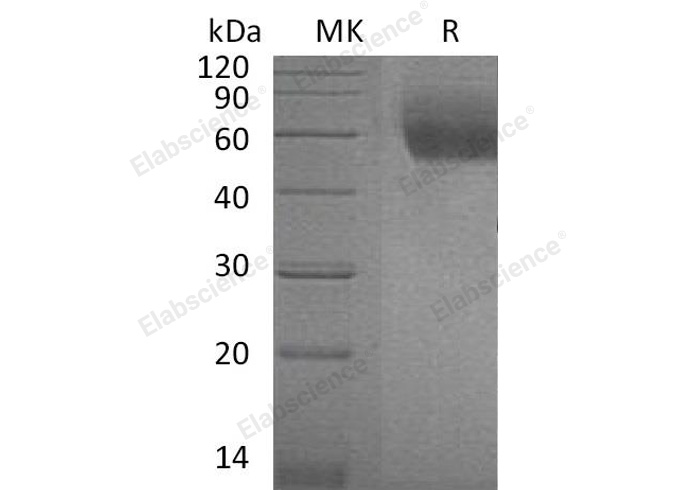 Валидация Elabscience PKSM041050(4977)