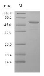 SDS-PAGE