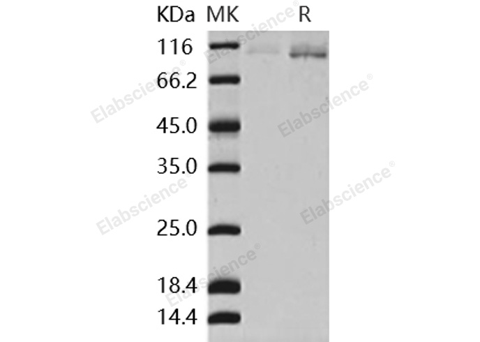 Валидация Elabscience PKSH031271(2016)