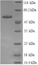 SDS-PAGE
