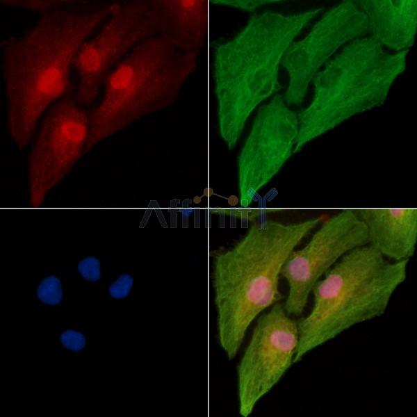 Валидация Affinity DF8798 - 20838