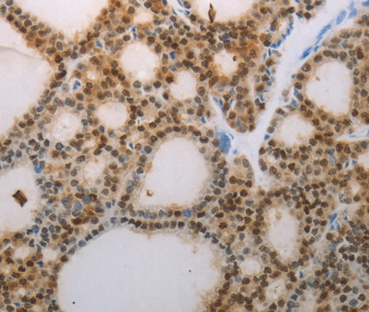 Валидация Elabscience E-AB-15839