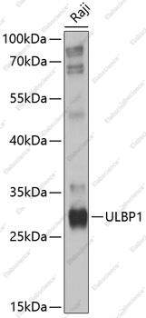 Вестерн-блоттинг, ULBP1, клетки Raji
