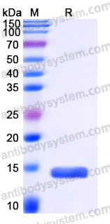 AHJ36102, SDS-PAGE