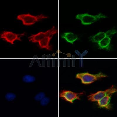 Валидация Affinity AF5480 - 3157