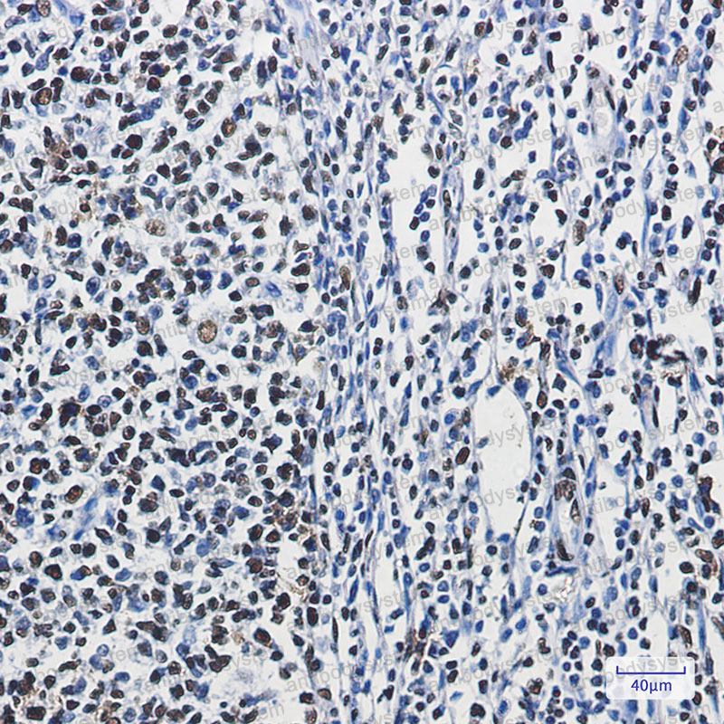 Валидация AntibodySystem RHE91301