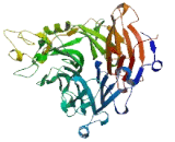 Semaphorin 3G (SEMA3G) Semaphorin 3G (SEMA3G)