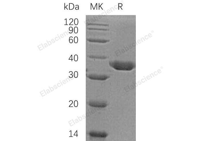 Валидация Elabscience PKSH032157(2684)