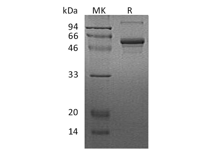 Валидация Elabscience PKSH032010(2574)