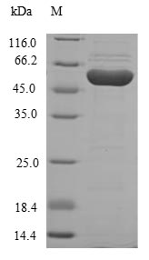 SDS-PAGE
