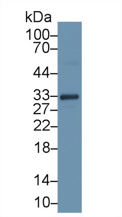 62486