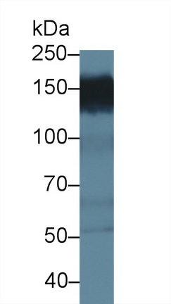 12813