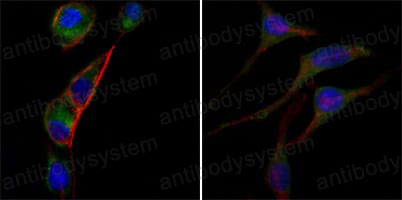 Валидация IF - AntibodySystem RHB86702