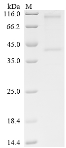 SDS-PAGE
