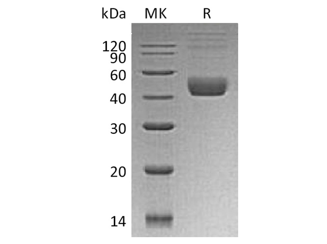 Валидация Elabscience PKSH033704(3983)