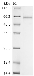 SDS-PAGE