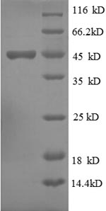 SDS-PAGE