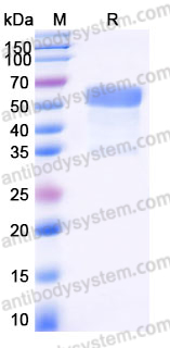 AHJ69203, SDS-PAGE