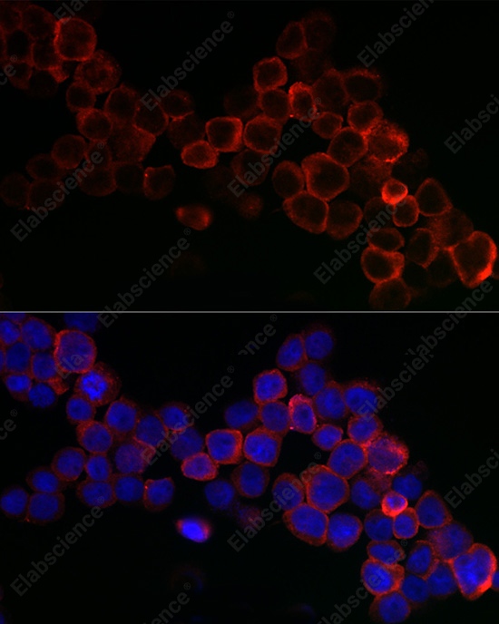 Иммунофлуоресценция, GPX1, клетки THP-1