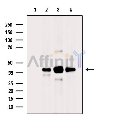 Валидация Affinity DF16034 - 12584