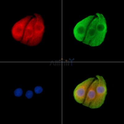 Валидация Affinity DF14075 - 9862