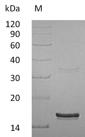 SDS-PAGE