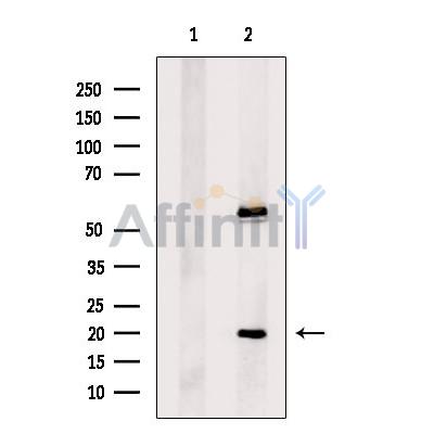 Валидация Affinity DF9159 - 21517